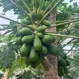 Compra PAPAYA REGUETON F1 (1.000 Semillas). en la tienda online Fito Agrícola