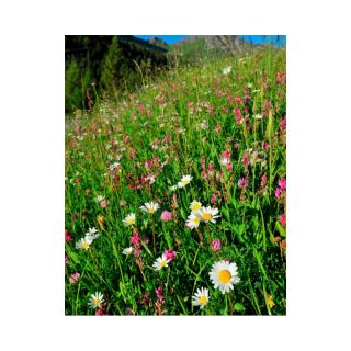 Compra ATLANTICA DE FLORES SILVESTRES (5 Kgr.). en la tienda online Fito Agrícola