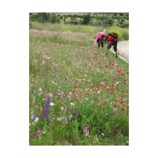 Compra MEDITERRANEA MIXTA (5 Kgr.). en la tienda online Fito Agrícola