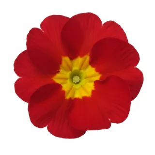 Compra PRIMULA ACAULIS LIDER RED (240 Plantas). en la tienda online Fito Agrícola