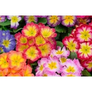 Compra PRIMULA ACAULIS ORIENT MIX (240 Plantas). en la tienda online Fito Agrícola