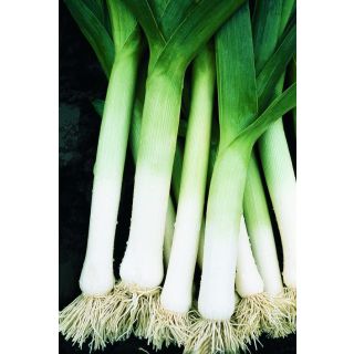 Compra PUERRO ATAL (50.000 Semillas) en la tienda online Fito Agrícola