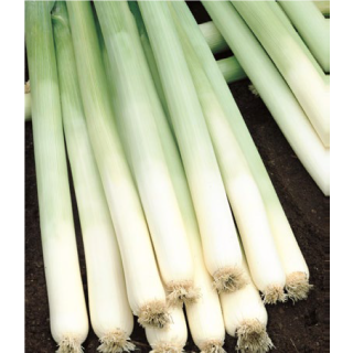 Compra PUERRO BULGINA Pildorado (100.000 Semillas) en la tienda online Fito Agrícola