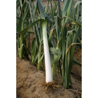 Compra PUERRO GIGANTE BULGARO Sel. Vela Pildorado (5.000 Semillas) en la tienda online Fito Agrícola