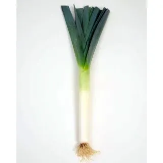 Compra PUERRO LITORALIS F1 (10.000 Semillas). en la tienda online Fito Agrícola