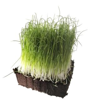 Compra PUERRO MICROGREENS (5 Kgr.). en la tienda online Fito Agrícola