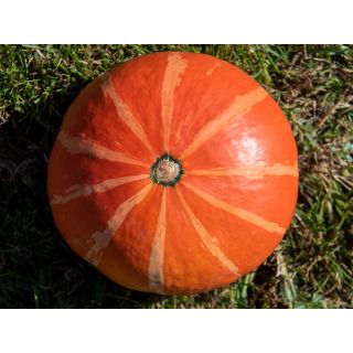 Compra CALABAZA FLEXI KURI F1 ECOLÓGICA (1000 Semillas). en la tienda online Fito Agrícola
