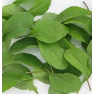 Compra RÚCULA COMÚN BABY LEAF ECOLÓGICA (100 gr.). en la tienda online Fito Agrícola