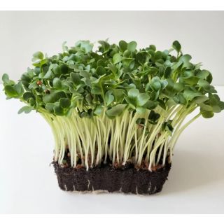 Compra RABANITO DAIKON MICROGREENS ECOLÓGICO (5 Kgr.). en la tienda online Fito Agrícola