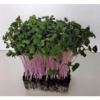 Compra RABANITO CHINO ROSA MICROGREENS (5 Kgr.). en la tienda online Fito Agrícola