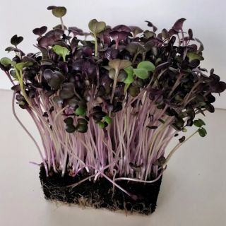 Compra RABANITO SANGO MICROGREENS (500 gr.). en la tienda online Fito Agrícola