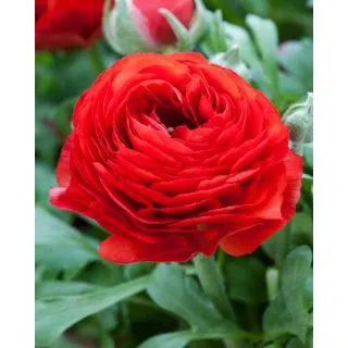 Compra RANÚNCULOS ROJOS (100 Unid.) en la tienda online Fito Agrícola