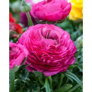 Compra RANÚNCULOS ROSA (100 Unid.) en la tienda online Fito Agrícola