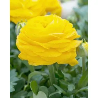 Compra RANÚNCULOS YELLOW (100 Unid.) en la tienda online Fito Agrícola