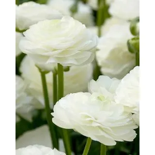 Compra RANÚNCULOS WHITE (100 Unid.) en la tienda online Fito Agrícola