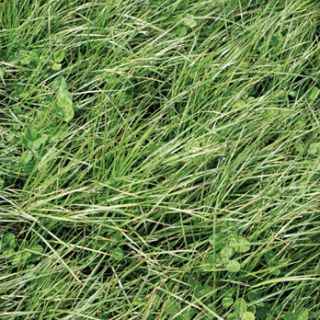 Compra RAY GRASS INGLÉS TEMPRANO (25 Kgr.). en la tienda online Fito Agrícola