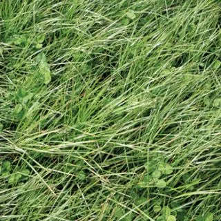 Compra RAY GRASS INGLÉS TEMPRANO (25 Kgr.) en la tienda online Fito Agrícola