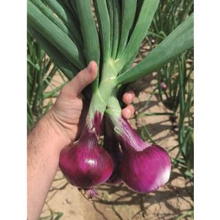 Compra CEBOLLA RED MARVEL 21/23 (1 Kgr.). en la tienda online Fito Agrícola