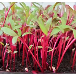 Compra REMOLACHA ROJA MICROGREENS (5 Kgr.). en la tienda online Fito Agrícola