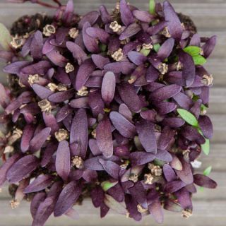Compra REMOLACHA SANGRE DE TORO MICROGREENS (5 Kgr.). en la tienda online Fito Agrícola