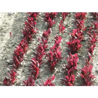 Compra REMOLACHA SANGRE DE TORO BABY LEAF ECOLÓGICA (50 gr.). en la tienda online Fito Agrícola