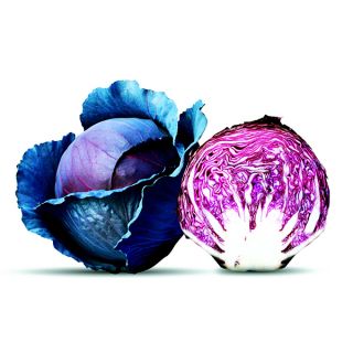 Compra COL RED DINASTY F1 (1.000 Semillas) en la tienda online Fito Agrícola