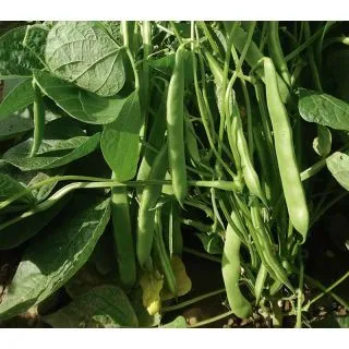 Compra JUDÍA ROCHELLE (1 Kgr.). en la tienda online Fito Agrícola