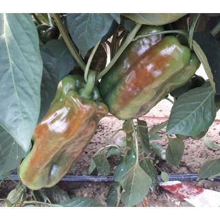 Compra PIMIENTO ROMEO F1 (1.000 Semillas) en la tienda online Fito Agrícola