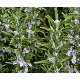 Compra ROMERO ROSY (144 Plantas). en la tienda online Fito Agrícola