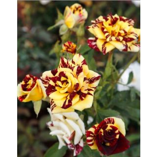 Compra ROSAL ADA en la tienda online Fito Agrícola