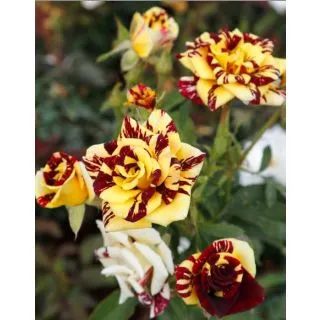 Compra ROSAL ADA en la tienda online Fito Agrícola