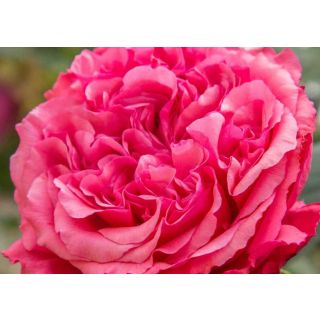 Compra ROSAL AUDREY FLEUROT ® - Meicatess en la tienda online Fito Agrícola