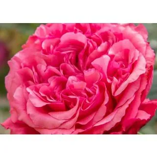 Compra ROSAL AUDREY FLEUROT ® - Meicatess en la tienda online Fito Agrícola