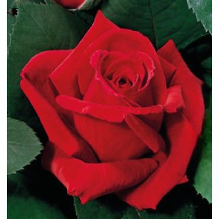 Compra ROSAL CHRYSLER IMPERIAL (Trepador) en la tienda online Fito Agrícola