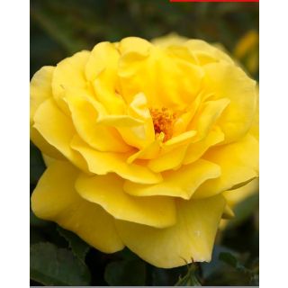 Compra ROSAL FRIESIA en la tienda online Fito Agrícola