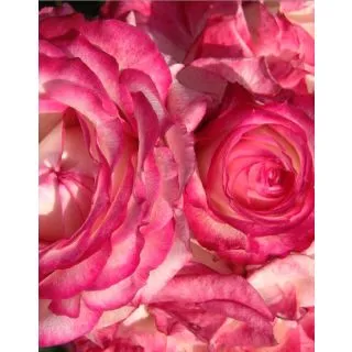 Compra ROSAL LA MINUETE en la tienda online Fito Agrícola