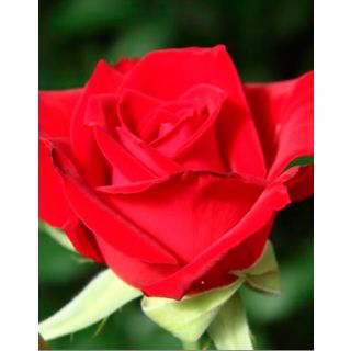 Compra ROSAL MEIRO en la tienda online Fito Agrícola