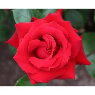 Compra ROSAL RED DEVIL en la tienda online Fito Agrícola