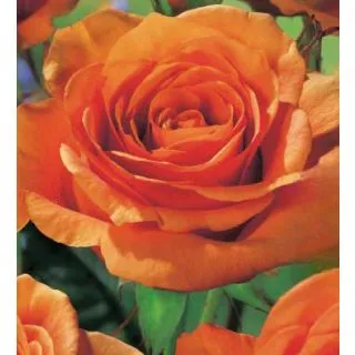 Compra ROSAL ROMÁNTICA en la tienda online Fito Agrícola