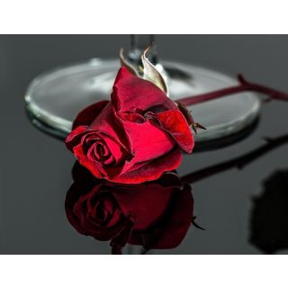 Compra ROSAL PERLA NEGRA en la tienda online Fito Agrícola