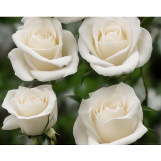 Compra ROSAL CAMELIA (Trepador) en la tienda online Fito Agrícola