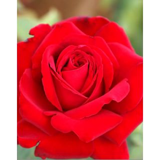 Compra ROSAL VICTORIA en la tienda online Fito Agrícola