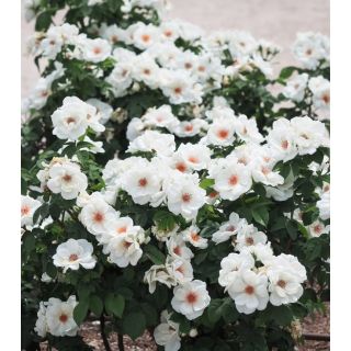 Compra ROSAL BIANCA KNOCK OUT® Meiradblaz en la tienda online Fito Agrícola