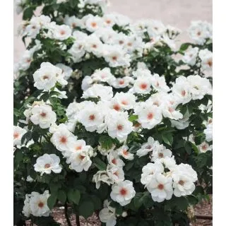 Compra ROSAL BIANCA KNOCK OUT® Meiradblaz en la tienda online Fito Agrícola