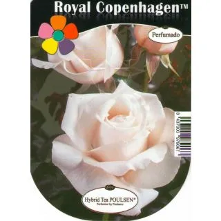 Compra ROSAL ROYAL COPENHAGEN™ en la tienda online Fito Agrícola