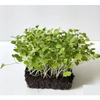Compra RÚCULA MICROGREENS (500 gr.). en la tienda online Fito Agrícola