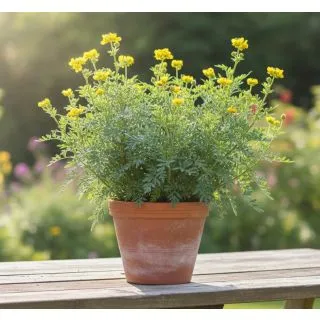 Compra RUDA RUE (144 Plantas). en la tienda online Fito Agrícola