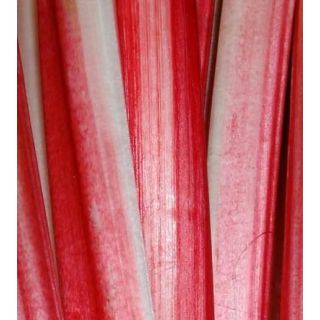 Compra RUIBARBO M11 en la tienda online Fito Agrícola