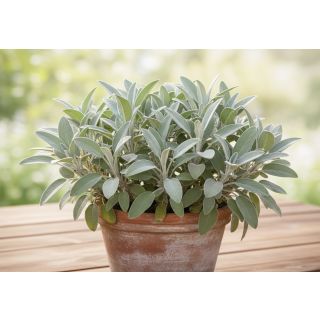 Compra SALVIA GROWER'S FRIEND (126 Plantas). en la tienda online Fito Agrícola