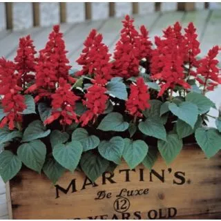 Compra SALVIA CARMEN RED (240 Plantas). en la tienda online Fito Agrícola